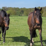 Photo de Races diffrentes