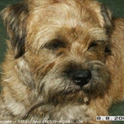 Photo de Border terrier