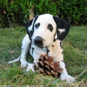 Photo de Dalmatien