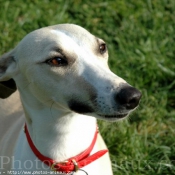 Photo de Whippet