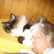 Photo de Ragdoll