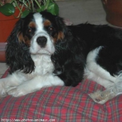 Photo de Cavalier king charles spaniel