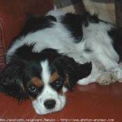 Photo de Cavalier king charles spaniel