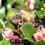 Photo d'Abeille