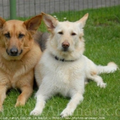 Photo de Races diffrentes