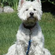 Photo de West highland white terrier