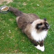 Photo de Ragdoll