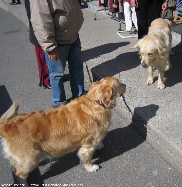 Photo de Golden retriever