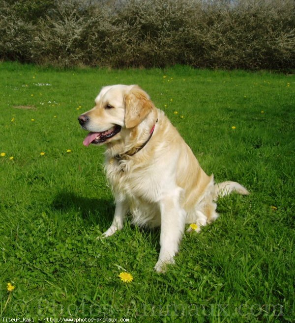 Photo de Golden retriever