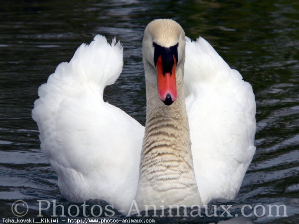 Photo de Cygne