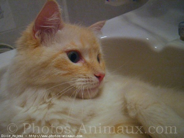 Photo de Ragdoll