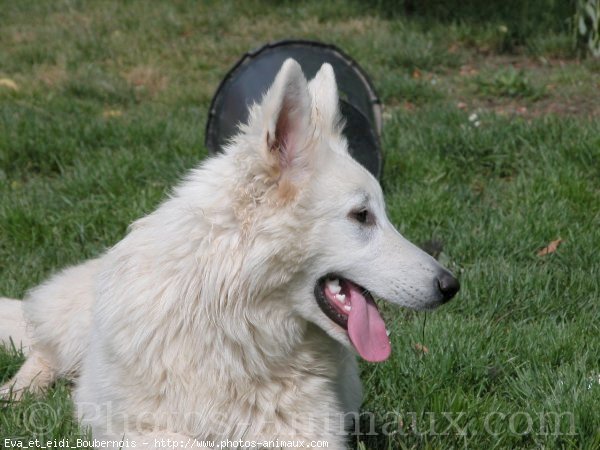 Photo de Berger blanc suisse