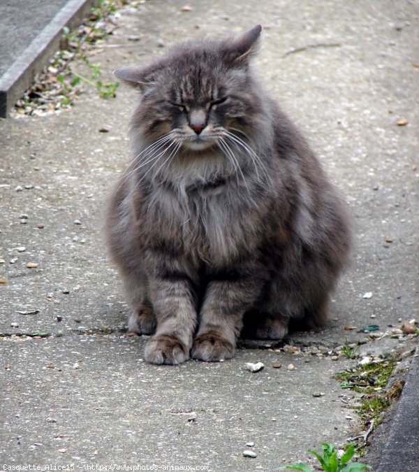 Photo de Chat domestique