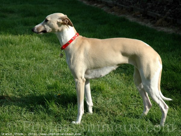 Photo de Whippet