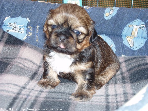 Photo de Shih tzu