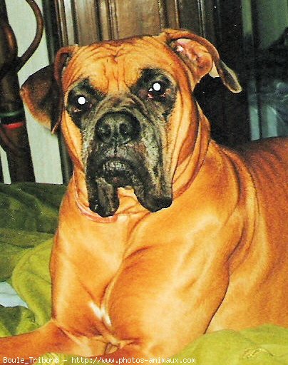 Photo de Boxer