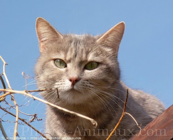 Photo de Chat domestique