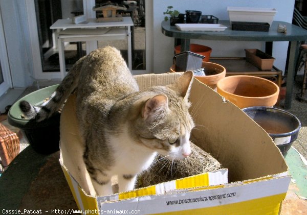 Photo de Chat domestique