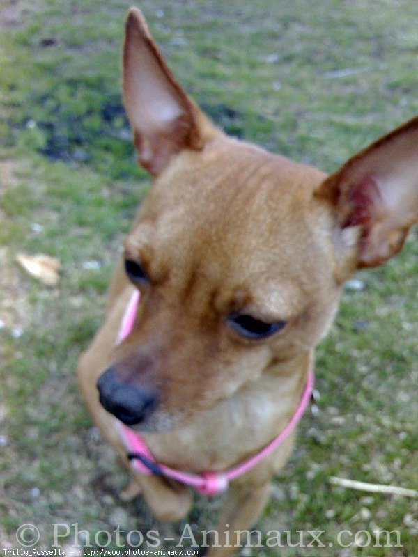 Photo de Pinscher nain