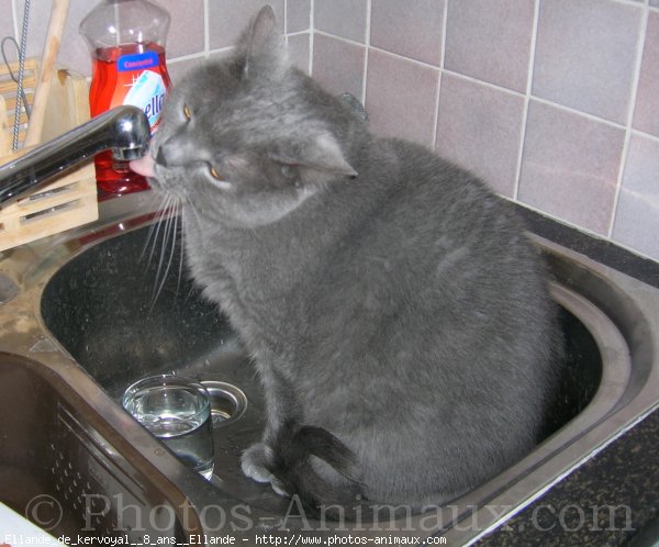 Photo de Chartreux