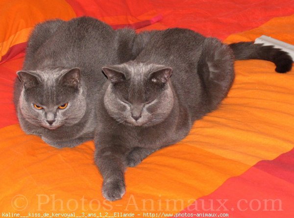 Photo de Chartreux