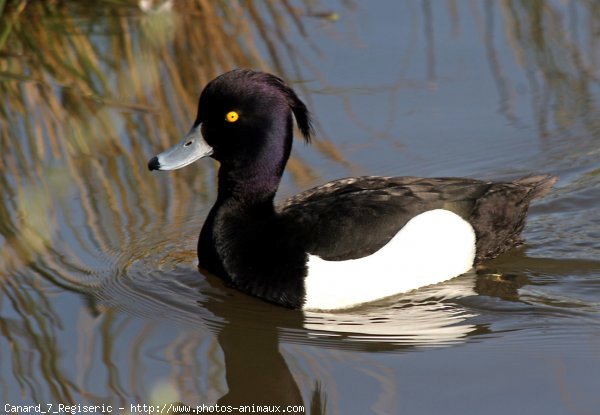 Photo de Canard