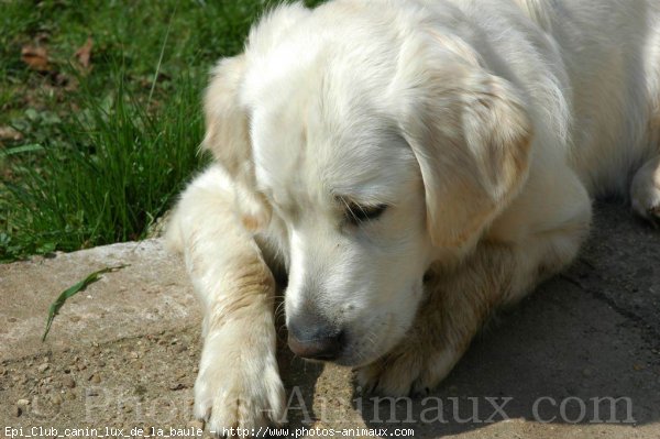 Photo de Golden retriever