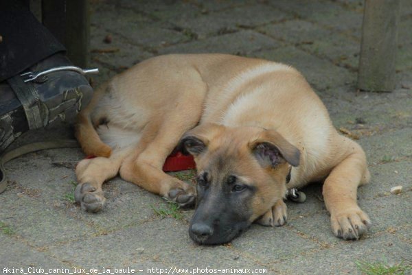 Photo de Berger belge malinois