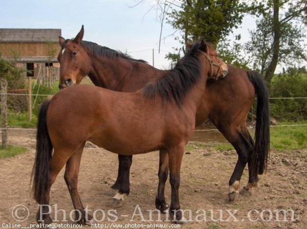 Photo de Races diffrentes