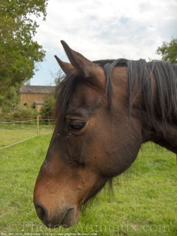 Photo de Trotteur franais