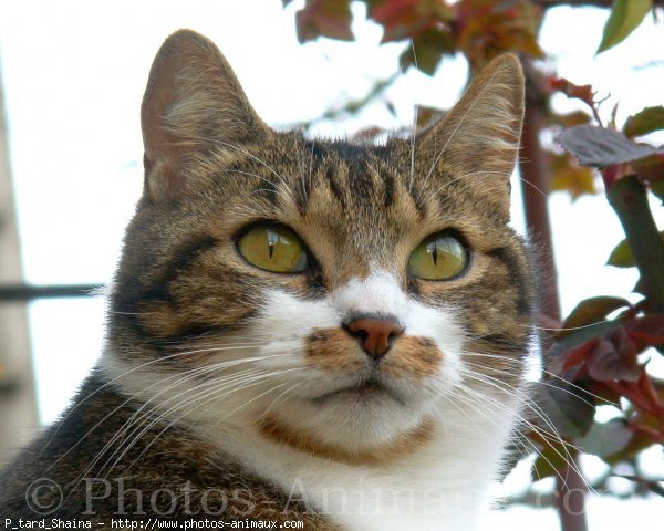 Photo de Chat domestique