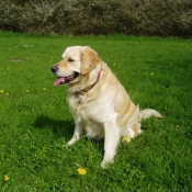 Photo de Golden retriever