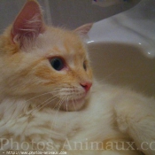 Photo de Ragdoll