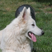 Photo de Berger blanc suisse