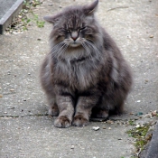 Photo de Chat domestique