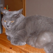 Photo de Chartreux