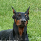 Photo de Dobermann