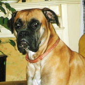 Photo de Boxer