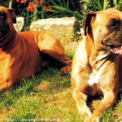 Photo de Boxer