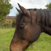 Photo de Trotteur franais