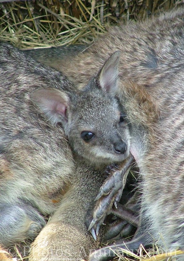 Photo de Wallaby