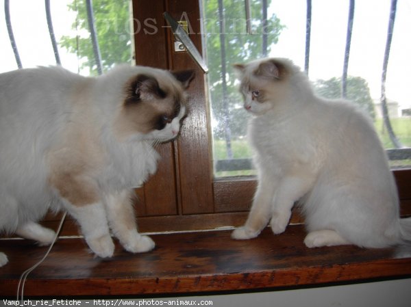 Photo de Ragdoll