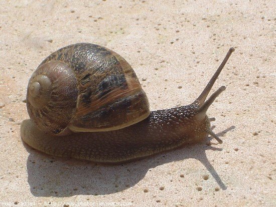 Photo d'Escargot