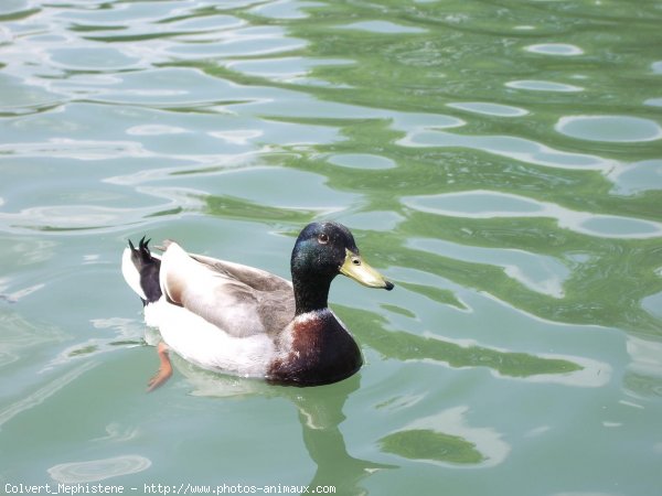 Photo de Canard