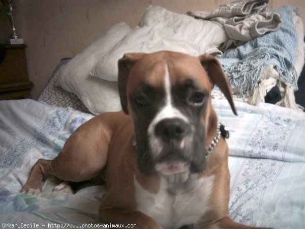 Photo de Boxer