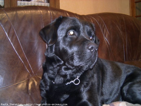 Photo de Labrador retriever