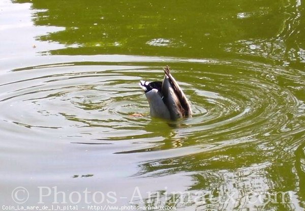 Photo de Canard