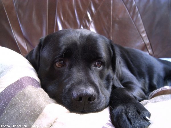 Photo de Labrador retriever