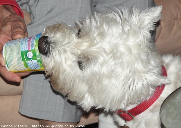 Photo de West highland white terrier