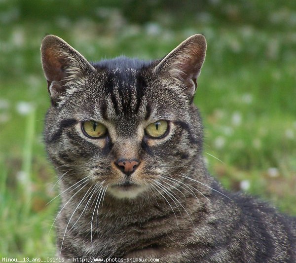 Photo de Chat domestique